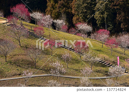 A beautiful picture of plum blossoms in full bloom in Yoshino Plum Village, Ome City, Tokyo. A beautiful picture of plum blossoms in full bloom in Yoshino Plum Village, Ome City, Tokyo. 137714824