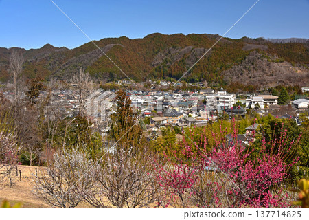 A beautiful picture of plum blossoms in full bloom in Yoshino Plum Village, Ome City, Tokyo. A beautiful picture of plum blossoms in full bloom in Yoshino Plum Village, Ome City, Tokyo. 137714825