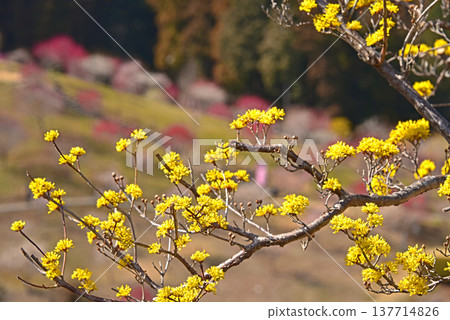 A beautiful picture of plum blossoms in full bloom in Yoshino Plum Village, Ome City, Tokyo. A beautiful picture of plum blossoms in full bloom in Yoshino Plum Village, Ome City, Tokyo. 137714826