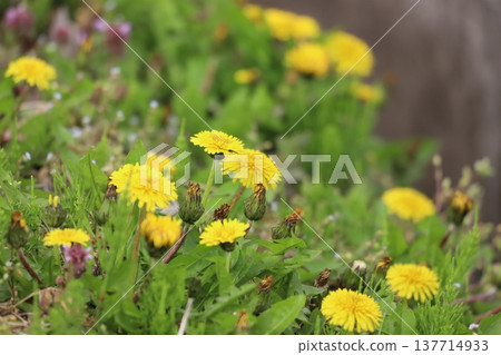 Dandelion blooming in grassland Dandelion blooming in grassland 137714933