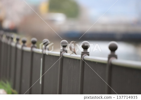A female Blue Rock Thrush resting on a fence. A female Blue Rock Thrush resting on a fence. 137714935