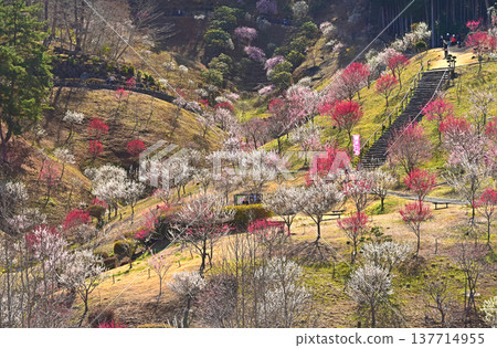 A beautiful picture of plum blossoms in full bloom in Yoshino Plum Village, Ome City, Tokyo. A beautiful picture of plum blossoms in full bloom in Yoshino Plum Village, Ome City, Tokyo. 137714955