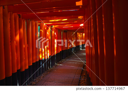 Kyoto, Japan - Sep 23 2024, Panoramic view of the corridor of the Senbon red Torii Gate at Fushimi Inari Temple, at daytime, without people, Kyoto, Japan Kyoto, Japan - Sep 23 2024, Panoramic view of the corridor of the Senbon red Torii Gate at Fushimi Inari Temple, at daytime, without people, Kyoto, Japan 137714967