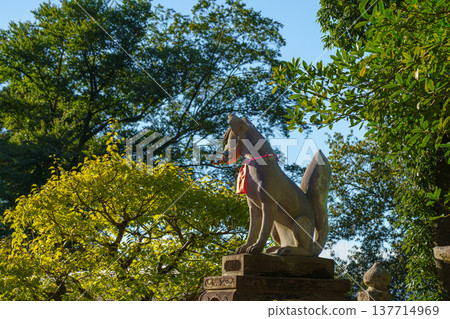 Kyoto, Japan - Sep 23 2024, Close-up view of the stone statue of kitsune, a Japanese fox holding a golden object in its mouth, with red facade of Fushimi-Inari Temple in background, Kyoto, Japan 137714969