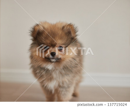 A cute Pomeranian puppy playing happily in the living room at home. 137715024
