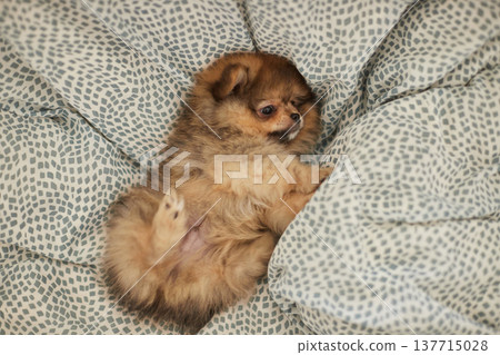 一隻可愛的博美幼犬躺在我家客廳的沙發床上。 137715028