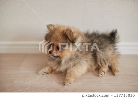 A cute Pomeranian puppy playing happily in the living room at home. A cute Pomeranian puppy playing happily in the living room at home. 137715030