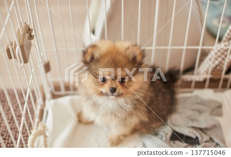 A cute Pomeranian puppy in a cage. A cute Pomeranian puppy in a cage. 137715046
