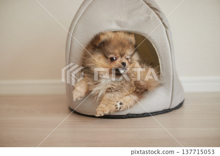 一隻博美幼犬在客廳裡快樂地玩耍。 一隻博美幼犬在客廳裡快樂地玩耍。 137715053