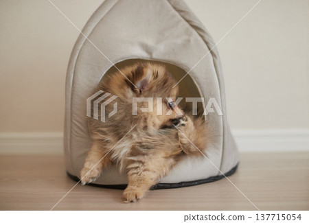 一隻博美幼犬在客廳裡快樂地玩耍。 一隻博美幼犬在客廳裡快樂地玩耍。 137715054
