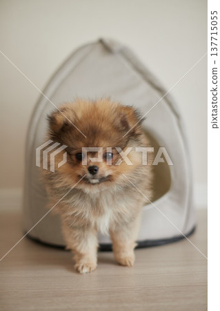 一隻博美幼犬在客廳裡快樂地玩耍。 一隻博美幼犬在客廳裡快樂地玩耍。 137715055