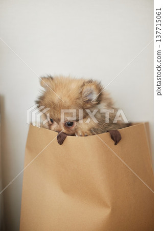 一隻博美幼犬在客廳裡快樂地玩耍。 一隻博美幼犬在客廳裡快樂地玩耍。 137715061