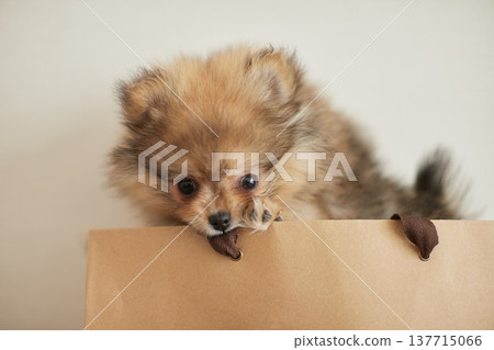 A Pomeranian puppy happily playing in the living room of a house. 137715066