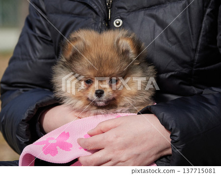 A middle-aged housewife is seen resting in a spring park, holding a cute Pomeranian puppy. A middle-aged housewife is seen resting in a spring park, holding a cute Pomeranian puppy. 137715081
