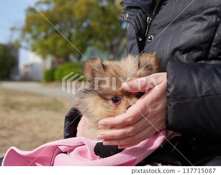 A housewife resting in a spring park, holding a Pomeranian puppy. 137715087