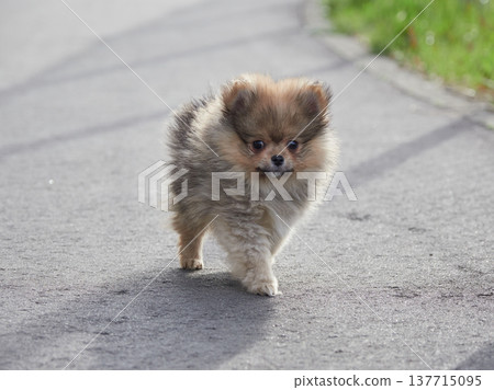一隻可愛的博美幼犬在春意盎然的公園裡漫步。 一隻可愛的博美幼犬在春意盎然的公園裡漫步。 137715095