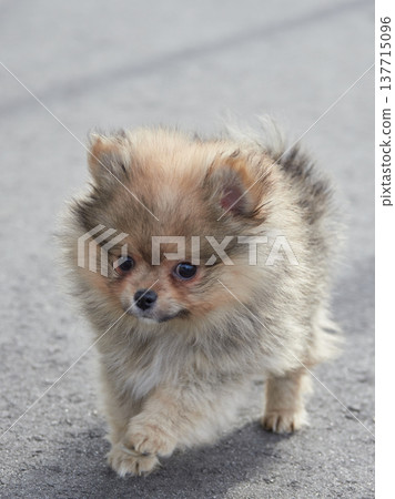 一隻可愛的博美幼犬在春意盎然的公園裡漫步。 一隻可愛的博美幼犬在春意盎然的公園裡漫步。 137715096