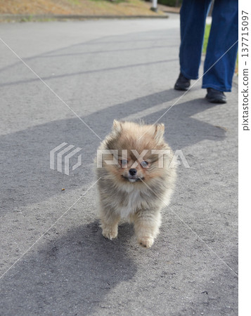 一隻可愛的博美幼犬在春意盎然的公園裡漫步。 一隻可愛的博美幼犬在春意盎然的公園裡漫步。 137715097