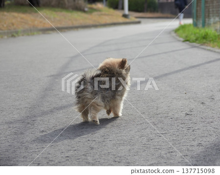 A cute Pomeranian puppy enjoying a stroll in a spring park. A cute Pomeranian puppy enjoying a stroll in a spring park. 137715098