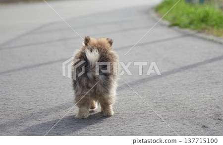 一隻可愛的博美幼犬在春意盎然的公園裡漫步。 一隻可愛的博美幼犬在春意盎然的公園裡漫步。 137715100
