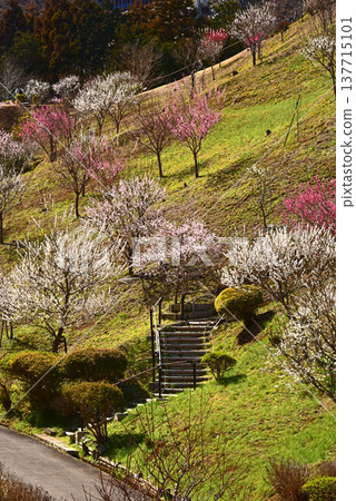 東京青梅市吉野梅村,梅花盛開的美景。 東京青梅市吉野梅村,梅花盛開的美景。 137715101