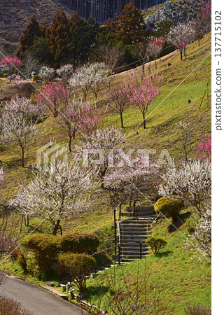 A beautiful picture of plum blossoms in full bloom in Yoshino Plum Village, Ome City, Tokyo. A beautiful picture of plum blossoms in full bloom in Yoshino Plum Village, Ome City, Tokyo. 137715102