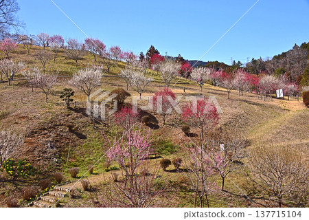 東京青梅市吉野梅村,梅花盛開的美景。 東京青梅市吉野梅村,梅花盛開的美景。 137715104