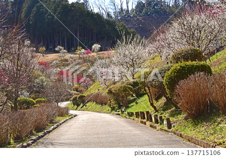 A beautiful picture of plum blossoms in full bloom in Yoshino Plum Village, Ome City, Tokyo. A beautiful picture of plum blossoms in full bloom in Yoshino Plum Village, Ome City, Tokyo. 137715106