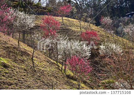 A beautiful picture of plum blossoms in full bloom in Yoshino Plum Village, Ome City, Tokyo. A beautiful picture of plum blossoms in full bloom in Yoshino Plum Village, Ome City, Tokyo. 137715108
