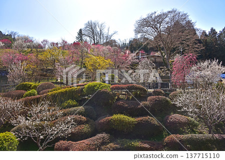 A beautiful picture of plum blossoms in full bloom in Yoshino Plum Village, Ome City, Tokyo. A beautiful picture of plum blossoms in full bloom in Yoshino Plum Village, Ome City, Tokyo. 137715110