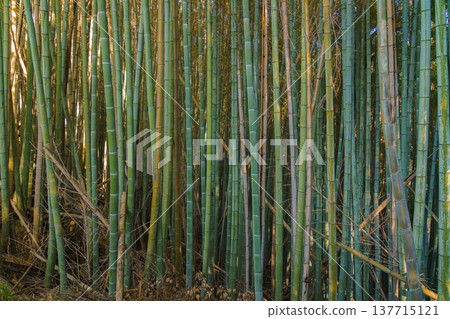 Kyoto, Japan - Sep 23 2024, Panoramic view of the dense bamboo forest, on the grounds of Fushimi Inari temple, at daytime, without people, Kyoto, Japan 137715121