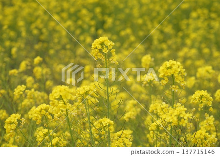 油菜花田中盛開的黃色油菜花。三月，房總半島，富津，59朵油菜花。 137715146