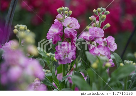 Small pink stock flowers; March Boso Peninsula, 69 stock flowers, Chikura Small pink stock flowers; March Boso Peninsula, 69 stock flowers, Chikura 137715156