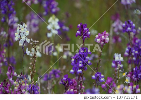 盛開的小紫花 - 三月,房總半島 84,矮生金魚草(Antirrhinum erythrostictum) - 千倉 盛開的小紫花 - 三月,房總半島 84,矮生金魚草(Antirrhinum erythrostictum) - 千倉 137715171
