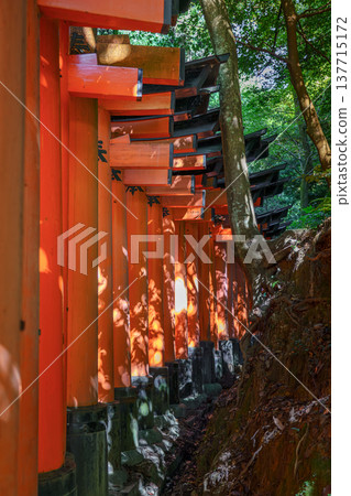 Kyoto, Japan - Sep 23 2024, vertical, panoramic view of corridor of Torii gate from outside and forest that grows next to red gate, without people, at daytime, Fushimi Inari Temple, Kyoto, Japan Kyoto, Japan - Sep 23 2024, vertical, panoramic view of corridor of Torii gate from outside and forest that grows next to red gate, without people, at daytime, Fushimi Inari Temple, Kyoto, Japan 137715172