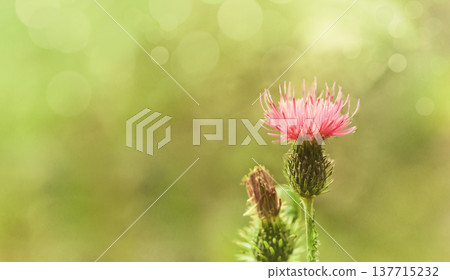 Floral background. Purple thorny thistle flower. Closeup. Nature. Floral background. Purple thorny thistle flower. Closeup. Nature. 137715232