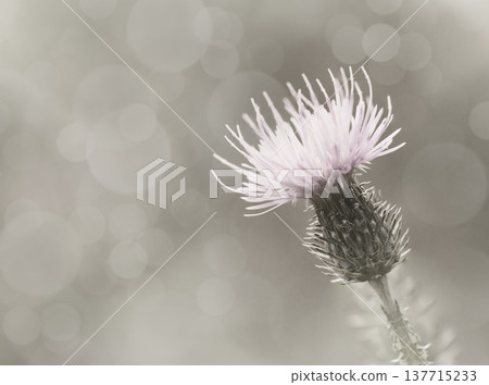 Floral  background. Purple thorny thistle flower. Closeup.  Nature. 137715233
