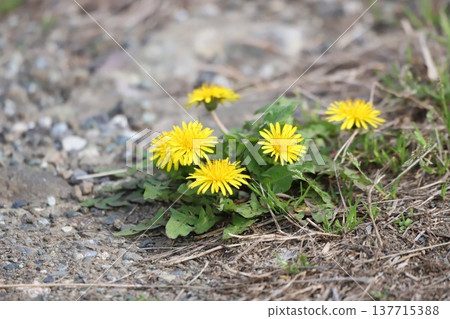Dandelion blooming in grassland Dandelion blooming in grassland 137715388