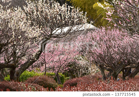 東京町田市藥師池公園，一座日式庭園，梅花盛開，景色如畫。 137715545
