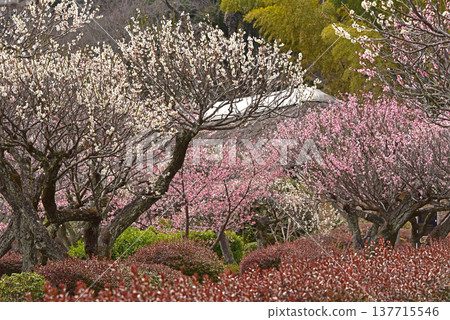 東京町田市藥師池公園,一座日式庭園,梅花盛開,景色如畫。 東京町田市藥師池公園,一座日式庭園,梅花盛開,景色如畫。 137715546
