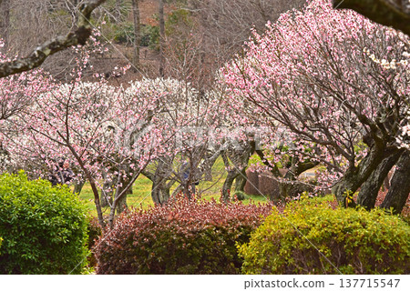 A picturesque scene of plum blossoms in full bloom at Yakushiike Park, a Japanese garden in Machida City, Tokyo. A picturesque scene of plum blossoms in full bloom at Yakushiike Park, a Japanese garden in Machida City, Tokyo. 137715547