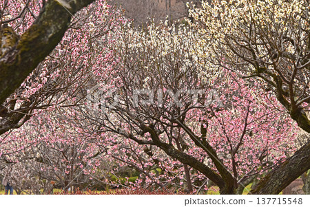 A picturesque scene of plum blossoms in full bloom at Yakushiike Park, a Japanese garden in Machida City, Tokyo. 137715548