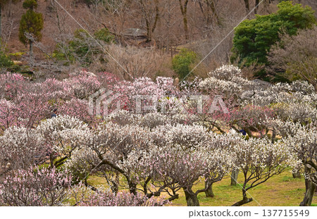 A picturesque scene of plum blossoms in full bloom at Yakushiike Park, a Japanese garden in Machida City, Tokyo. 137715549