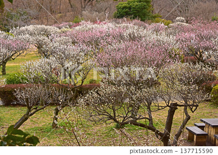 東京町田市藥師池公園,一座日式庭園,梅花盛開,景色如畫。 東京町田市藥師池公園,一座日式庭園,梅花盛開,景色如畫。 137715590