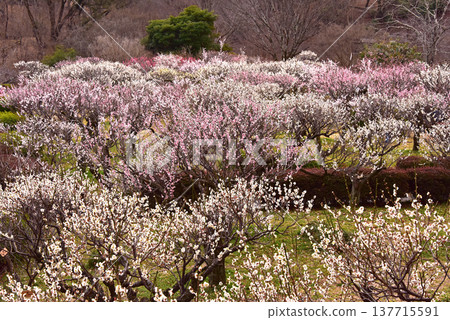 東京町田市藥師池公園，一座日式庭園，梅花盛開，景色如畫。 137715591