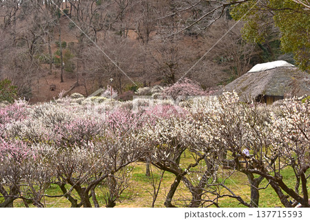 東京町田市藥師池公園,一座日式庭園,梅花盛開,景色如畫。 東京町田市藥師池公園,一座日式庭園,梅花盛開,景色如畫。 137715593