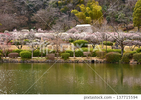 東京町田市藥師池公園,一座日式庭園,梅花盛開,景色如畫。 東京町田市藥師池公園,一座日式庭園,梅花盛開,景色如畫。 137715594