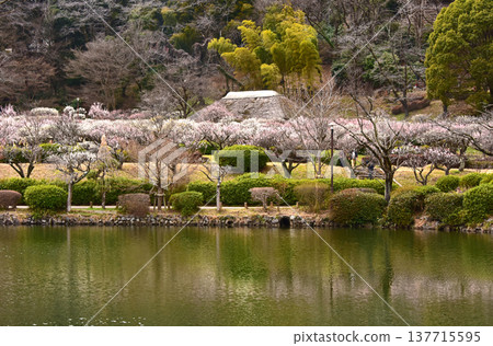 東京町田市藥師池公園,一座日式庭園,梅花盛開,景色如畫。 東京町田市藥師池公園,一座日式庭園,梅花盛開,景色如畫。 137715595