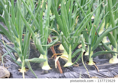 Onion harvest 137715629