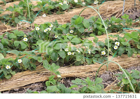 Strawberry flowers Strawberry flowers 137715631